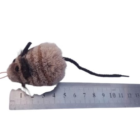 Deer Mouse