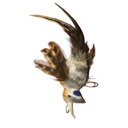 Big Bird Orange breast